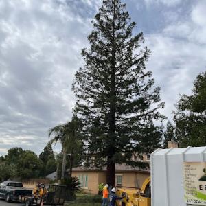 E & J Sanchez Tree Service