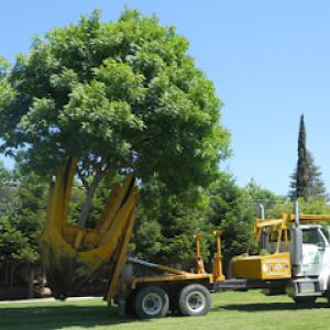 Mighty Tree Movers