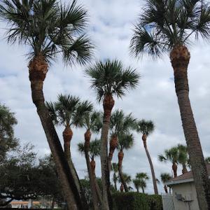 Arbor Tech Tree Service