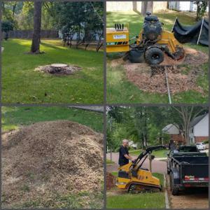 Stumpty Dumpty Stump Removal
