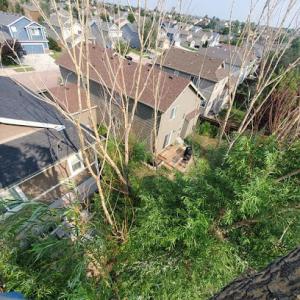 Black Bear Tree Care