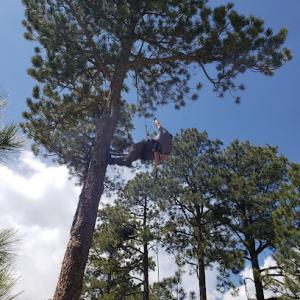 Lind Legacy Tree Service