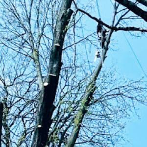 Chuck Ds tree service (trimming/removal)