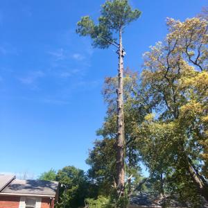 Alpha Tree Solutions