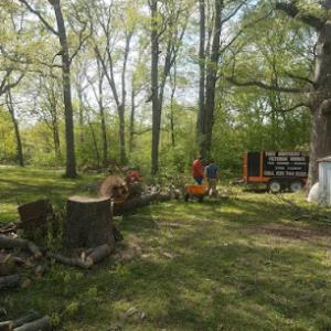 Tree Brothers Tree Service
