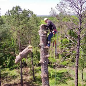 Tree Masters Tree Service