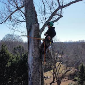 Chad's Tree Experts