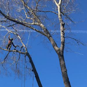 Highline Tree Service