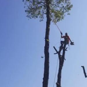Conroe’s Best Tree Service