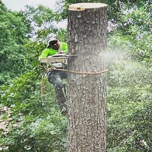 Lobato's tree service