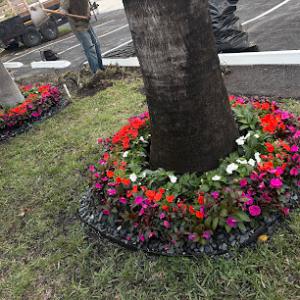 Timber Trees Landscaping Fort Lauderdale | Tree Service, Trimming, Removal, Lawn Care