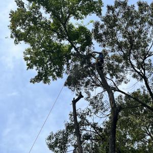 Tree service Memphis TN
