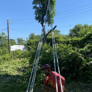 Detroit Arborist Collective