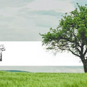 Tree Tech Tree Services