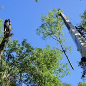 Southern Arbor Tree Care