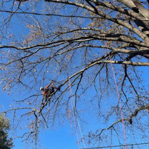 STS Tree Services