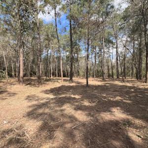 D1 affordable tree service & Land Clearing