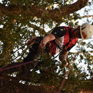 Sweetwater tree service