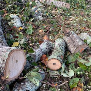 West Atlanta Tree Service Douglasville