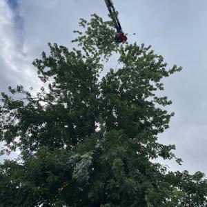 Cornwell Tree Service & Crane Rental