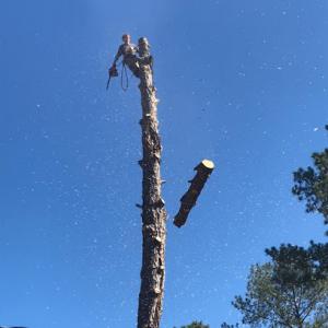 Tyndall's Tree Services