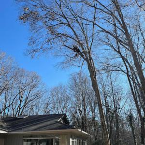 Expert Tree Solutions