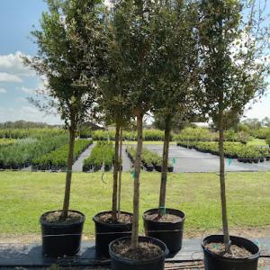 Blands Tree & Landscaping