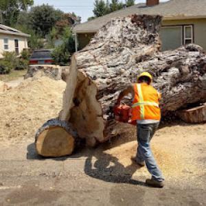 All Season Tree Care