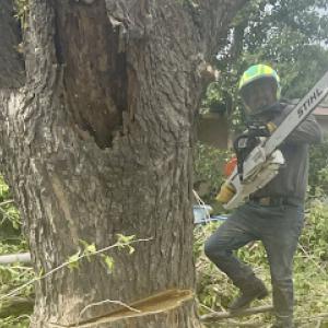 Evolution Tree Service Inc. - Melendrez Landscape
