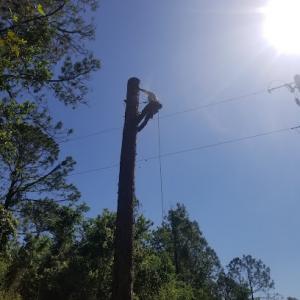 Stewart’s Tree Professional