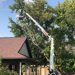 All WI Tree Services