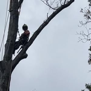 Duffy’s Tree Service Pittsburgh PA
