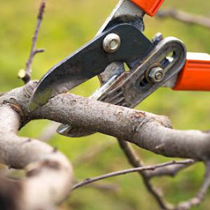 Zeigler Tree Removal of Baton Rouge