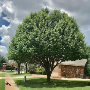 Nortex Tree Service