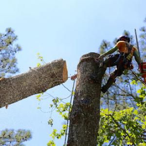 ArborSaving Tree Care