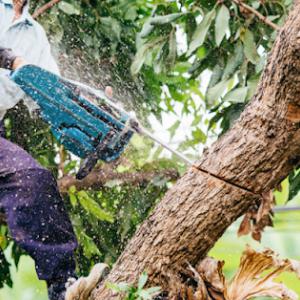 Faulkner Stump Grinding & Tree Care