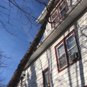 All Access Landscaping & Tree Service