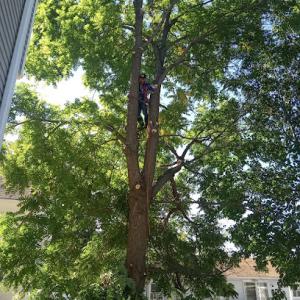 Lopez Tree Services