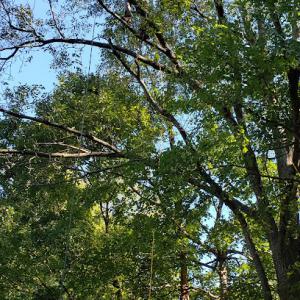 Tree Pruning Specialist