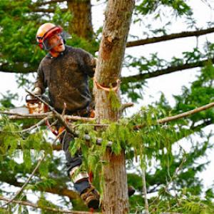 Brad's Tree & Stump Removal Service - Tree Care, Tree Trimming