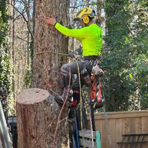 Montana Tree Services
