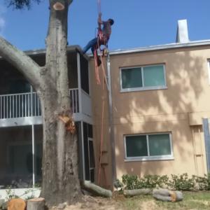 Tarzans Lumberjack Service