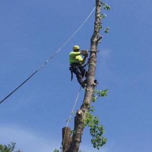 Contreras Tree Service