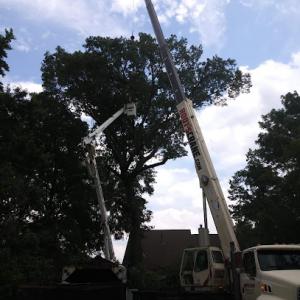 Rice & Company Tree Service