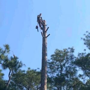 Tree luggers outdoors