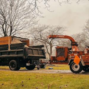 A To Z Buffalo Trees