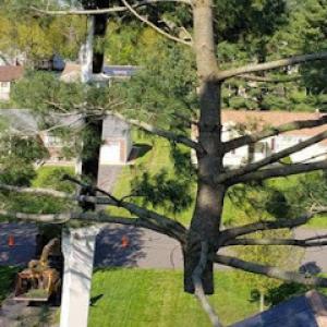 Advanced Tree Service