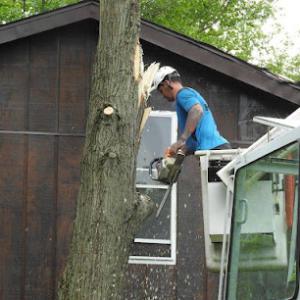 Ellis Tree Service