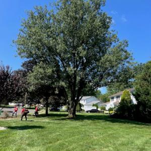 Oasis Tree Service