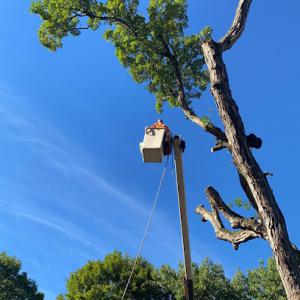 Bremerton Tree Service
